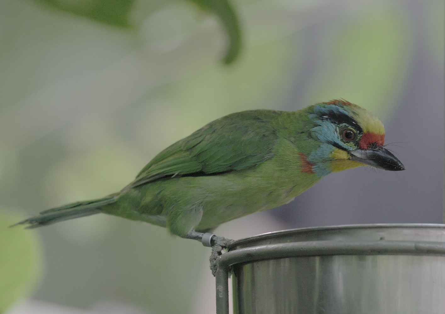 Black-browed barbet