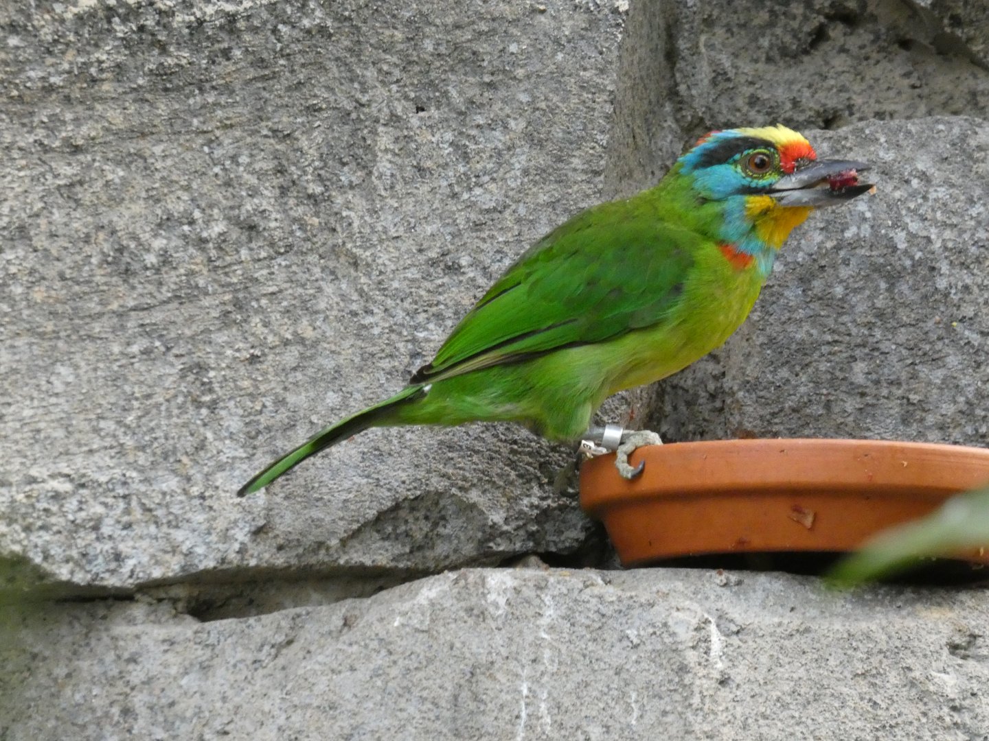 Black-browed barbet