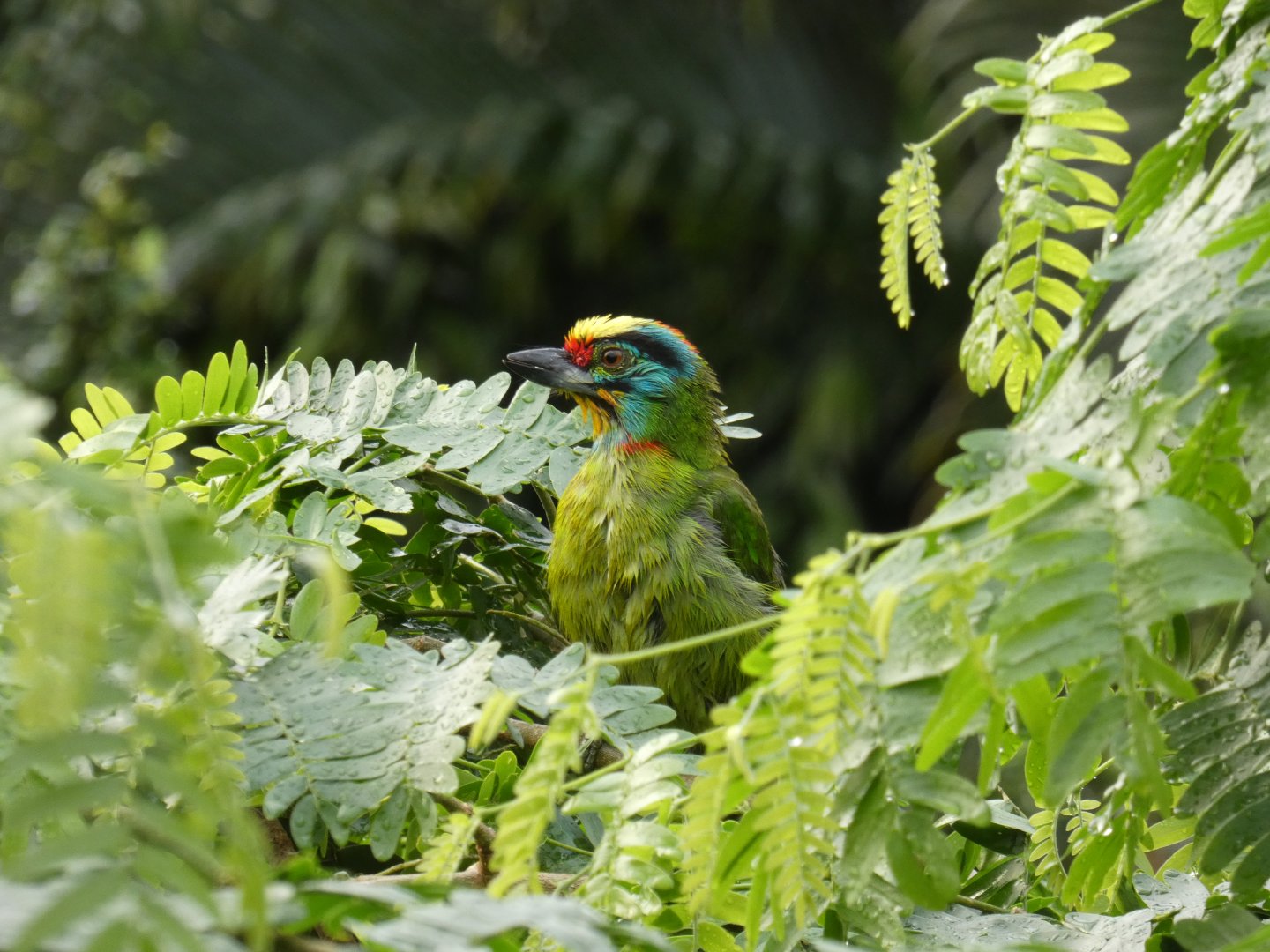 Black-browed barbet