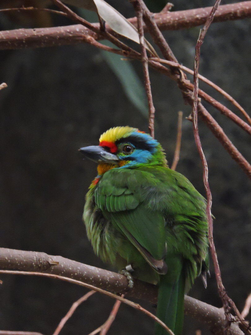 Black-browed barbet