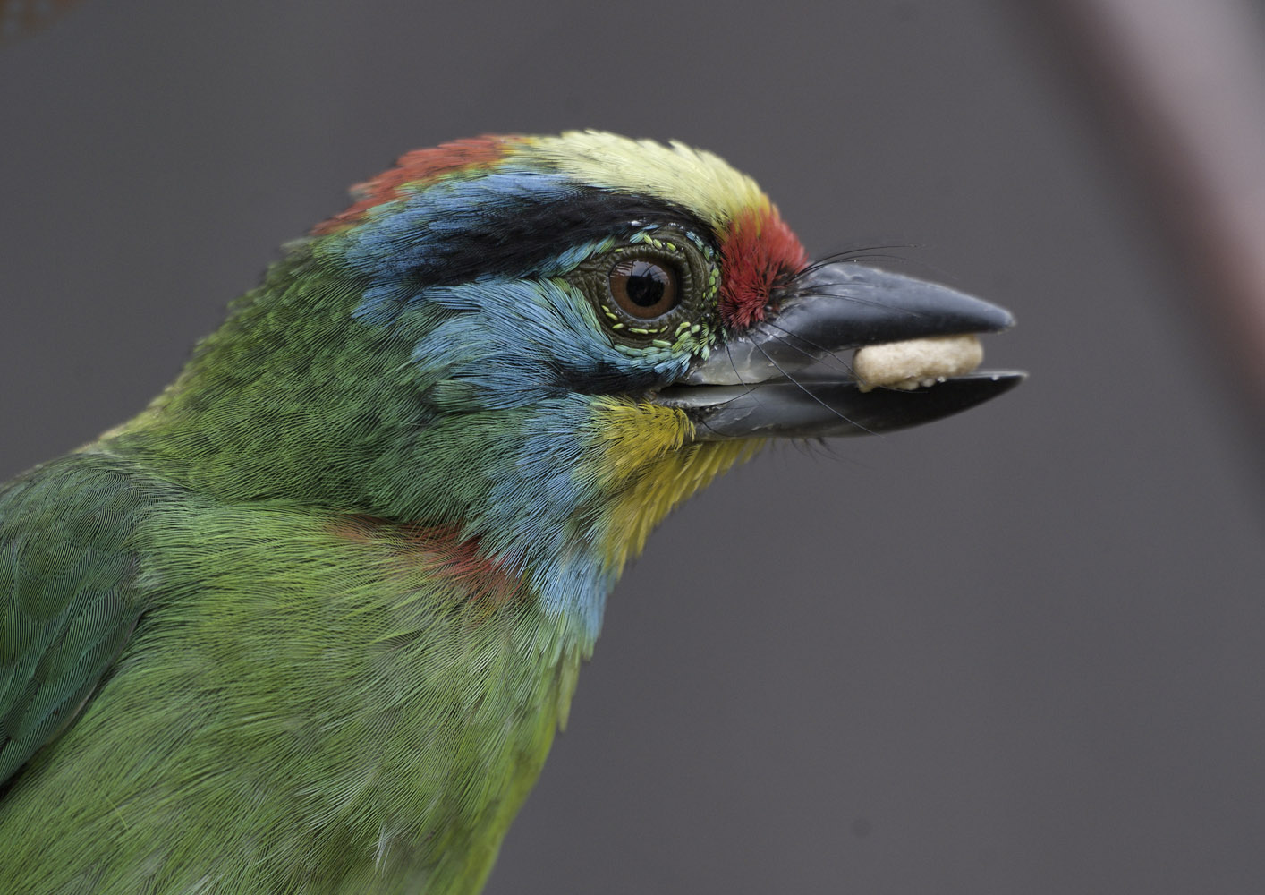 Black-browed barbet
