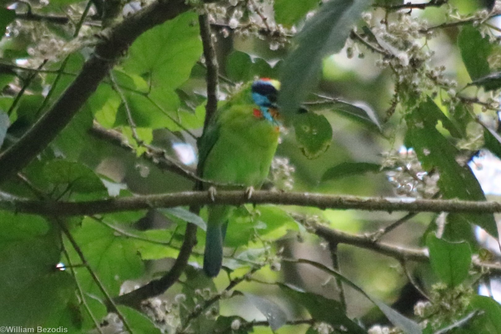 Black-browed Barbet