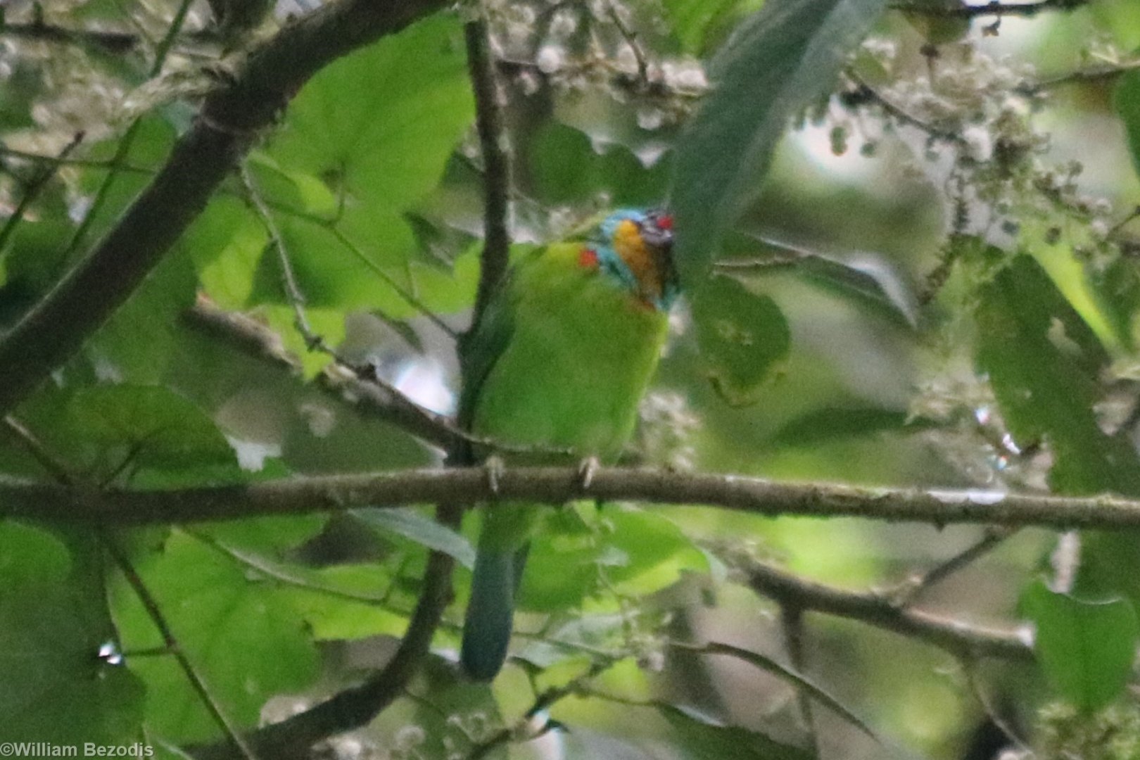 Black-browed Barbet