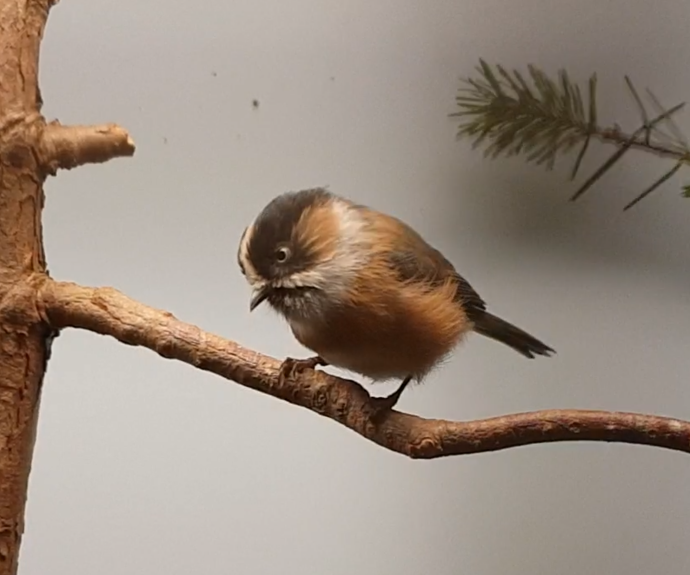 Black-browed tit - Aegithalos bonvaloti