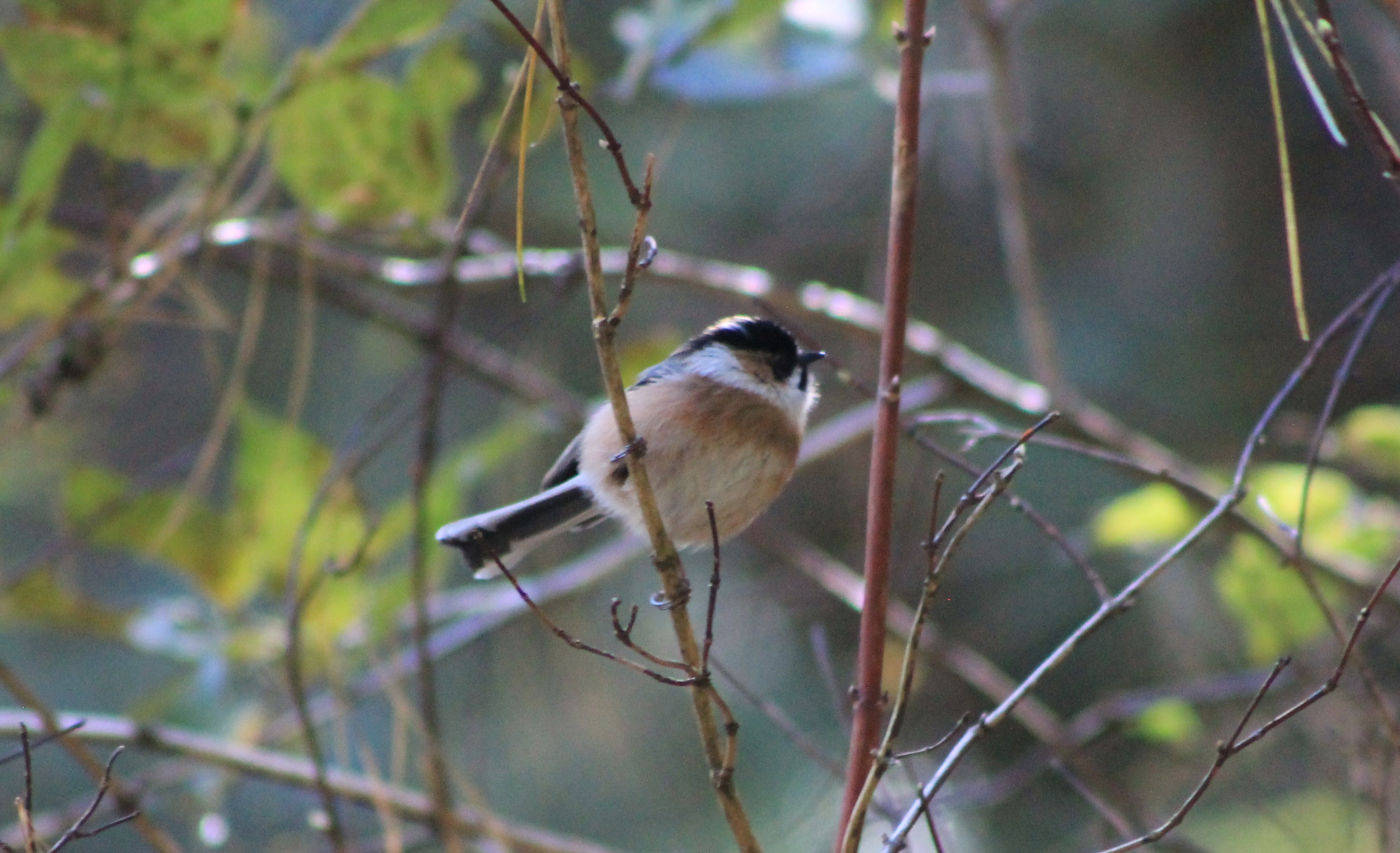 Black-browed Tit (Aegithalos bonvaloti)