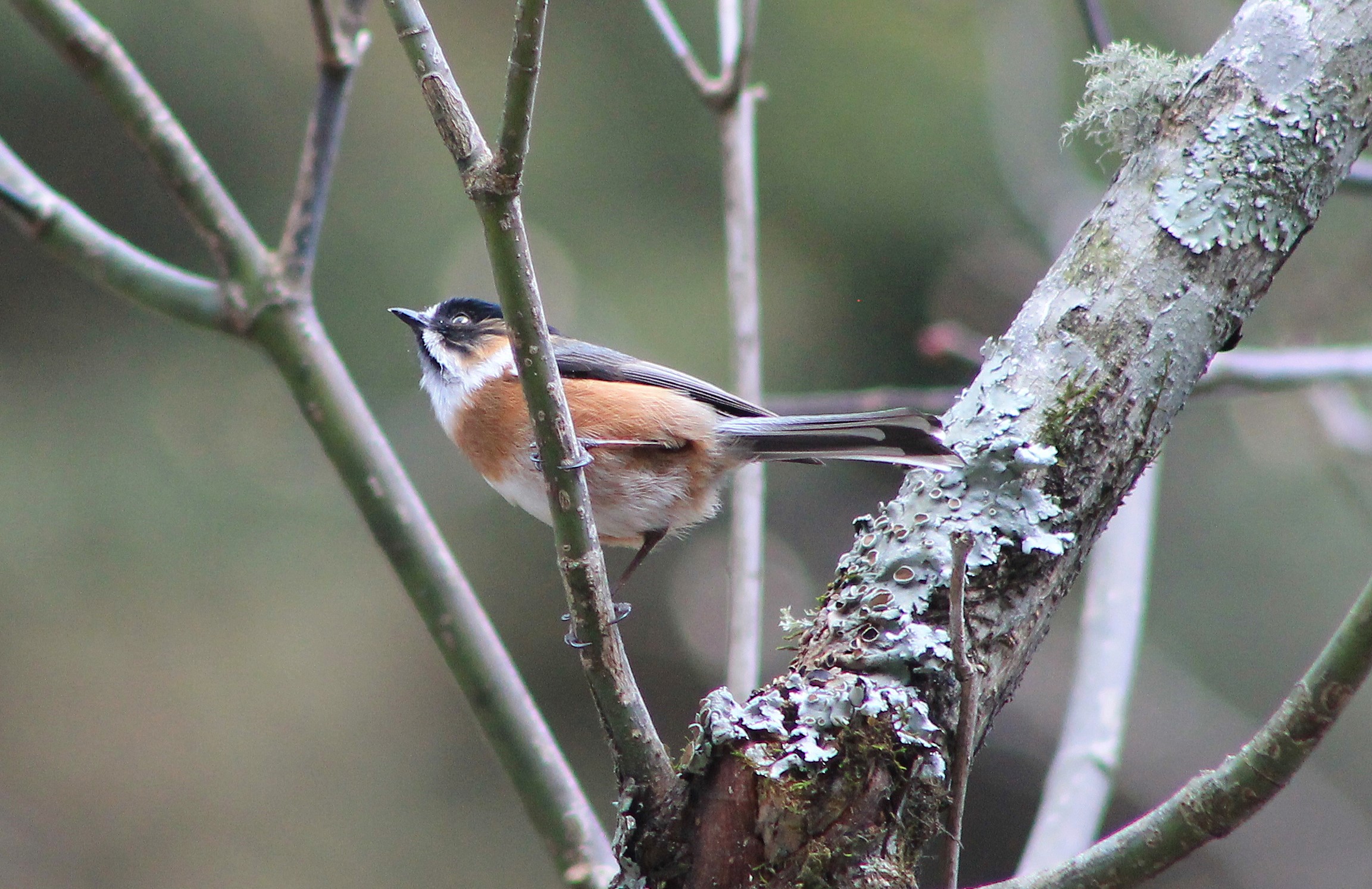 Black-browed Tit (Aegithalos bonvaloti)