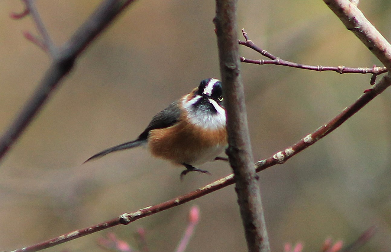 Black-browed Tit (Aegithalos bonvaloti)