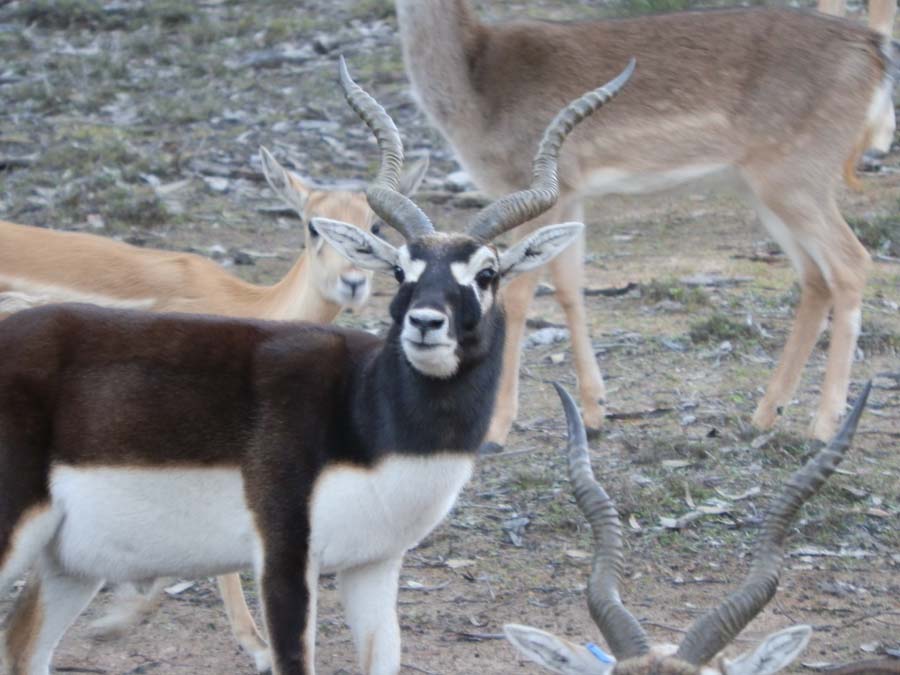 Black Buck Antelope