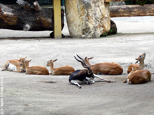Black-bucks at Zoo Vienna