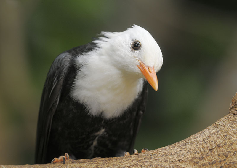 Black bulbul close-up