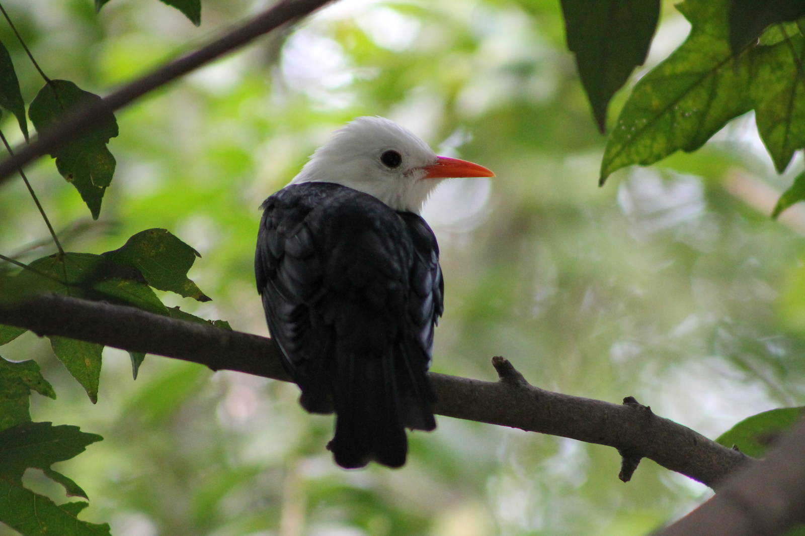 black bulbul (Hypsipetes leucocephalus leucocephalus)