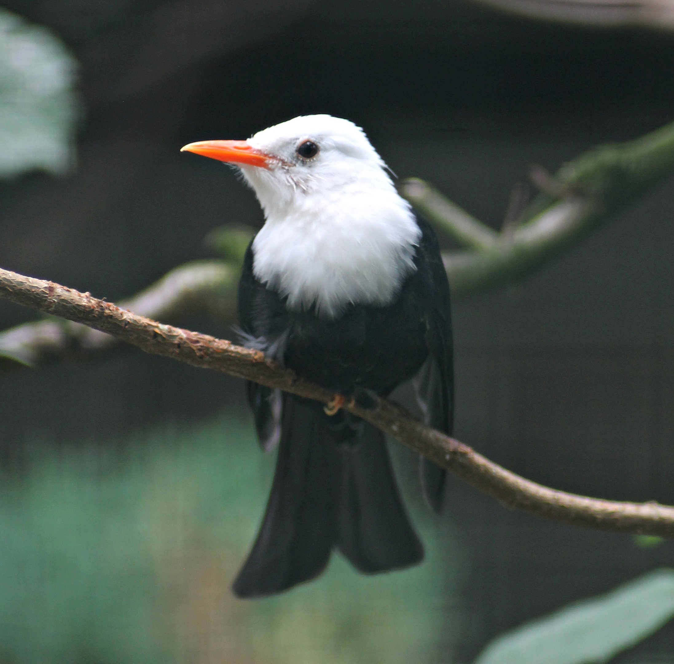 Black bulbul (Hypsipetes leucocephalus)