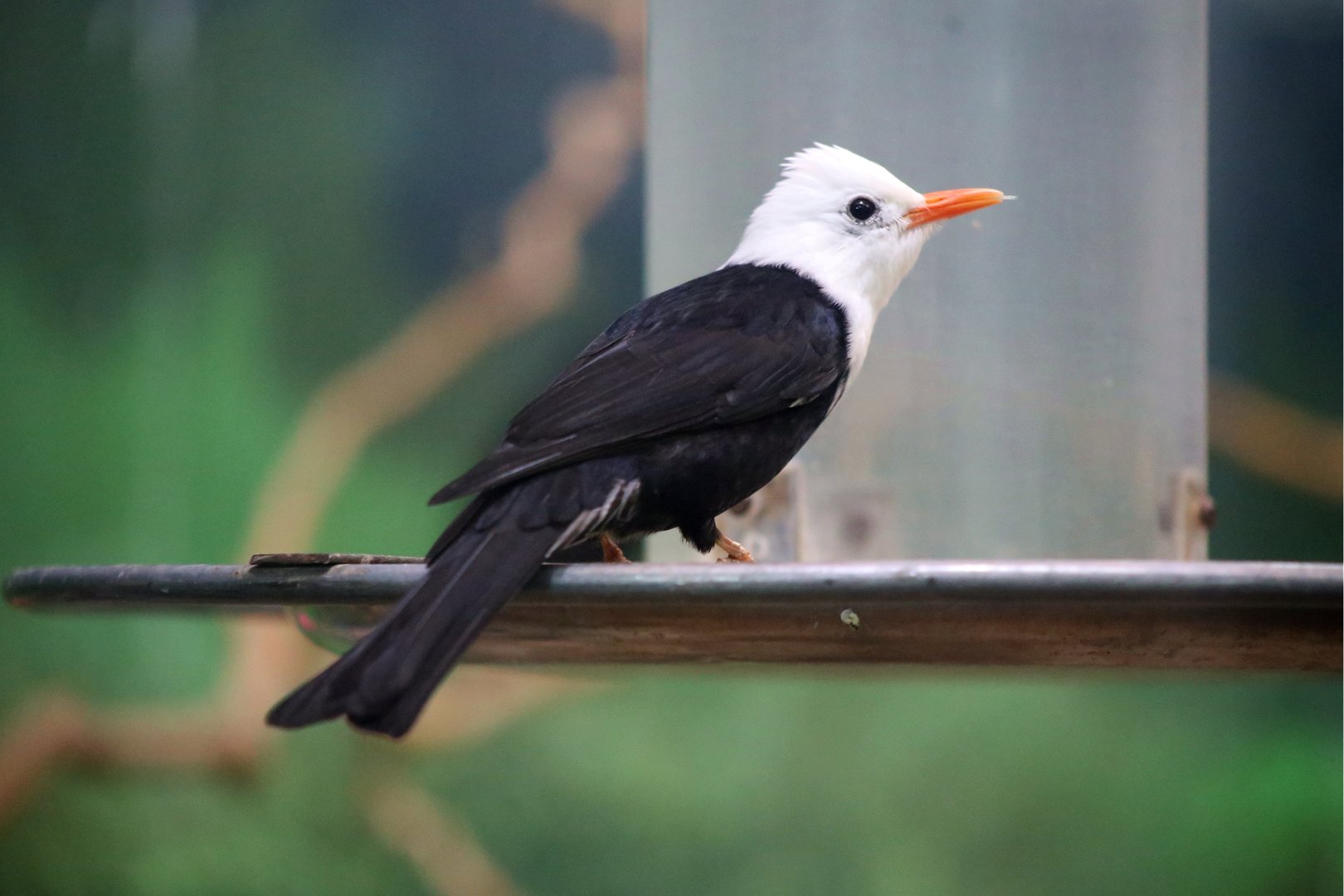 Black Bulbul (Hypsipetes leucocephalus)