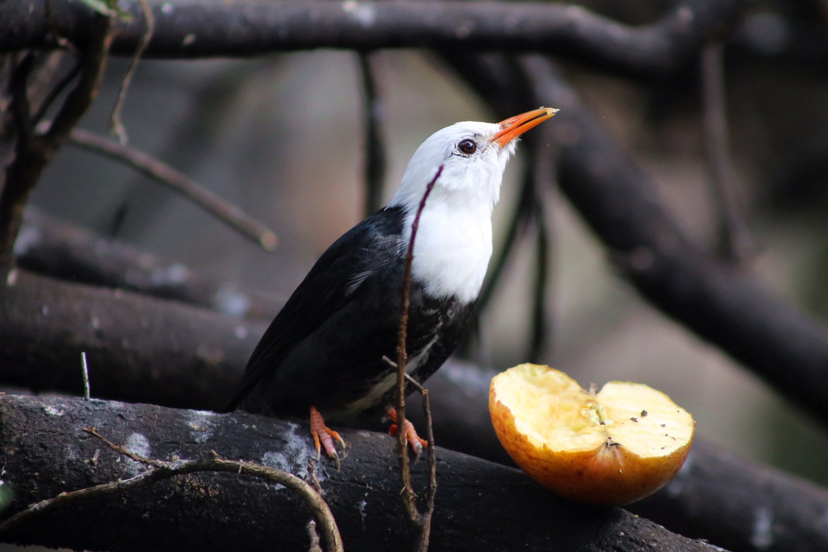 Black Bulbul (Hypsipetes leucocephalus)