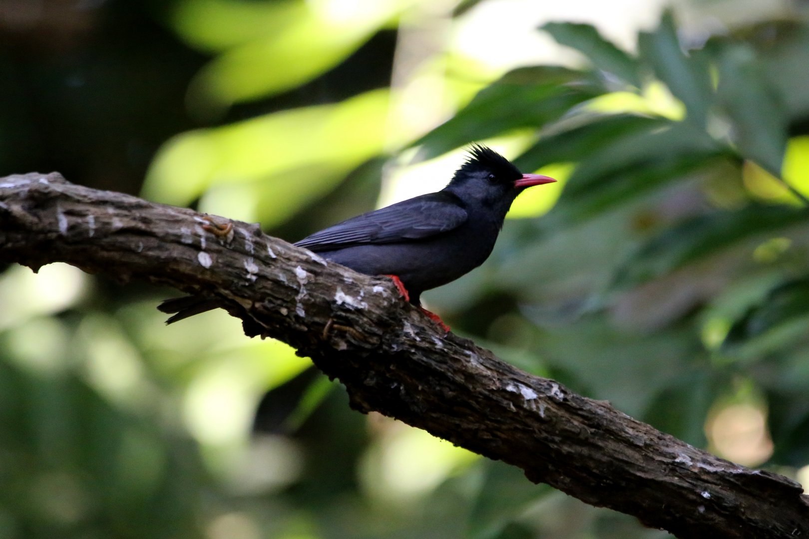 Black Bulbul (Hypsipetes leucocephalus)
