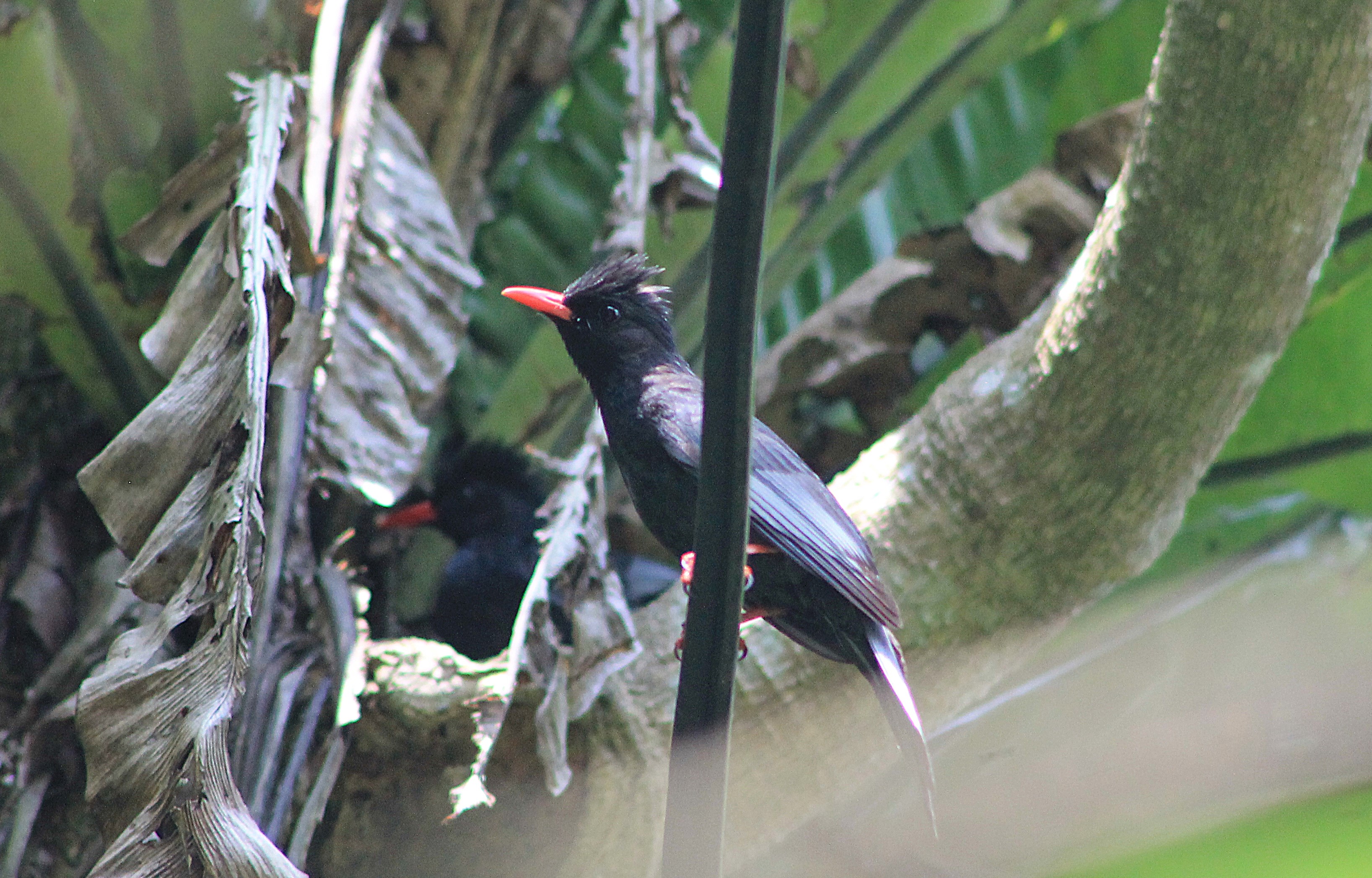 Black Bulbul (Hypsipetes leucocephalus)
