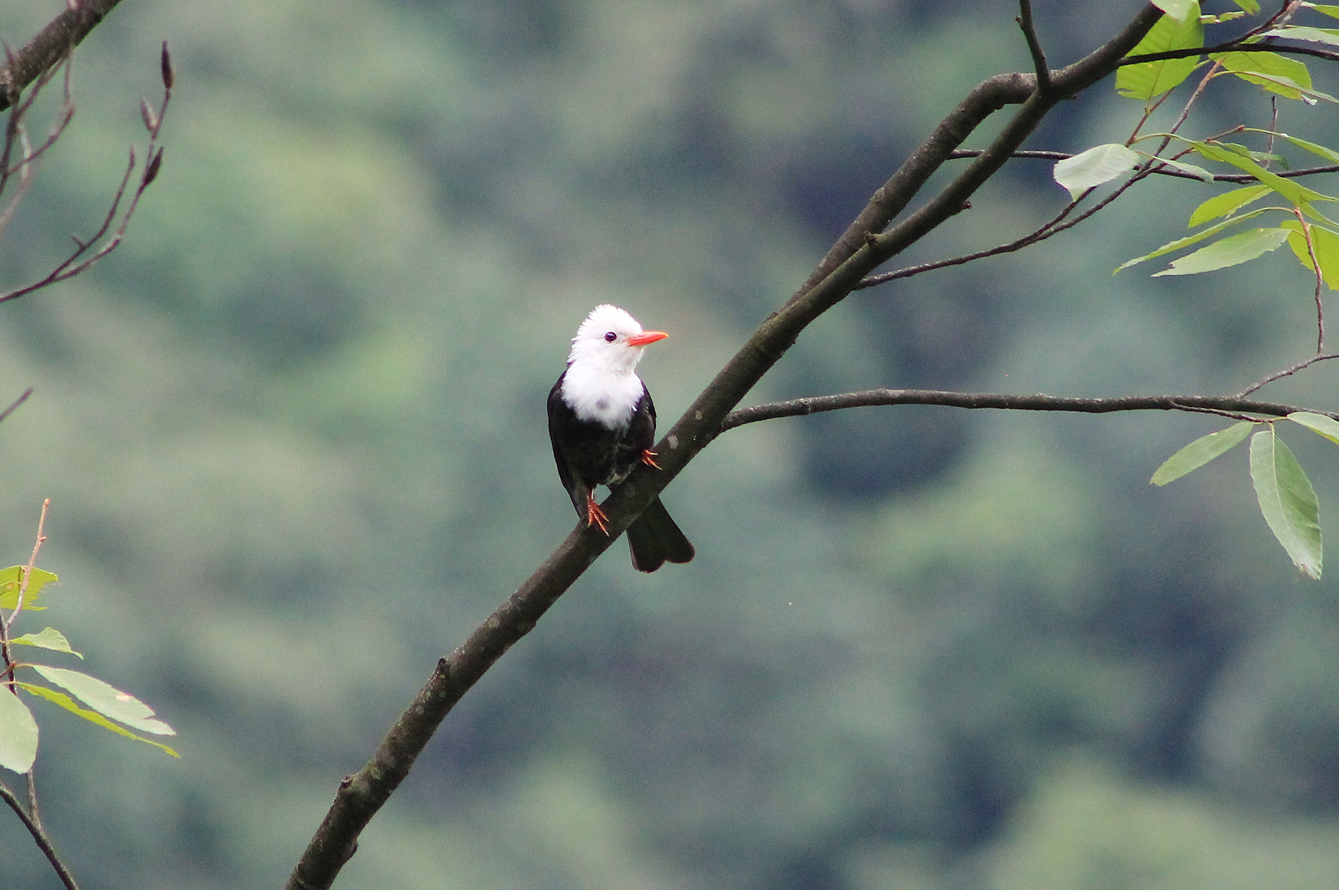 Black Bulbul (Hypsipetes leucocephalus)