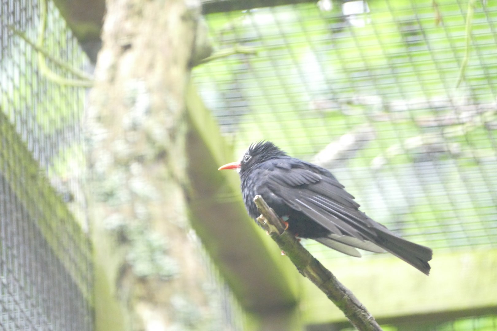 Black bulbul, June 2018