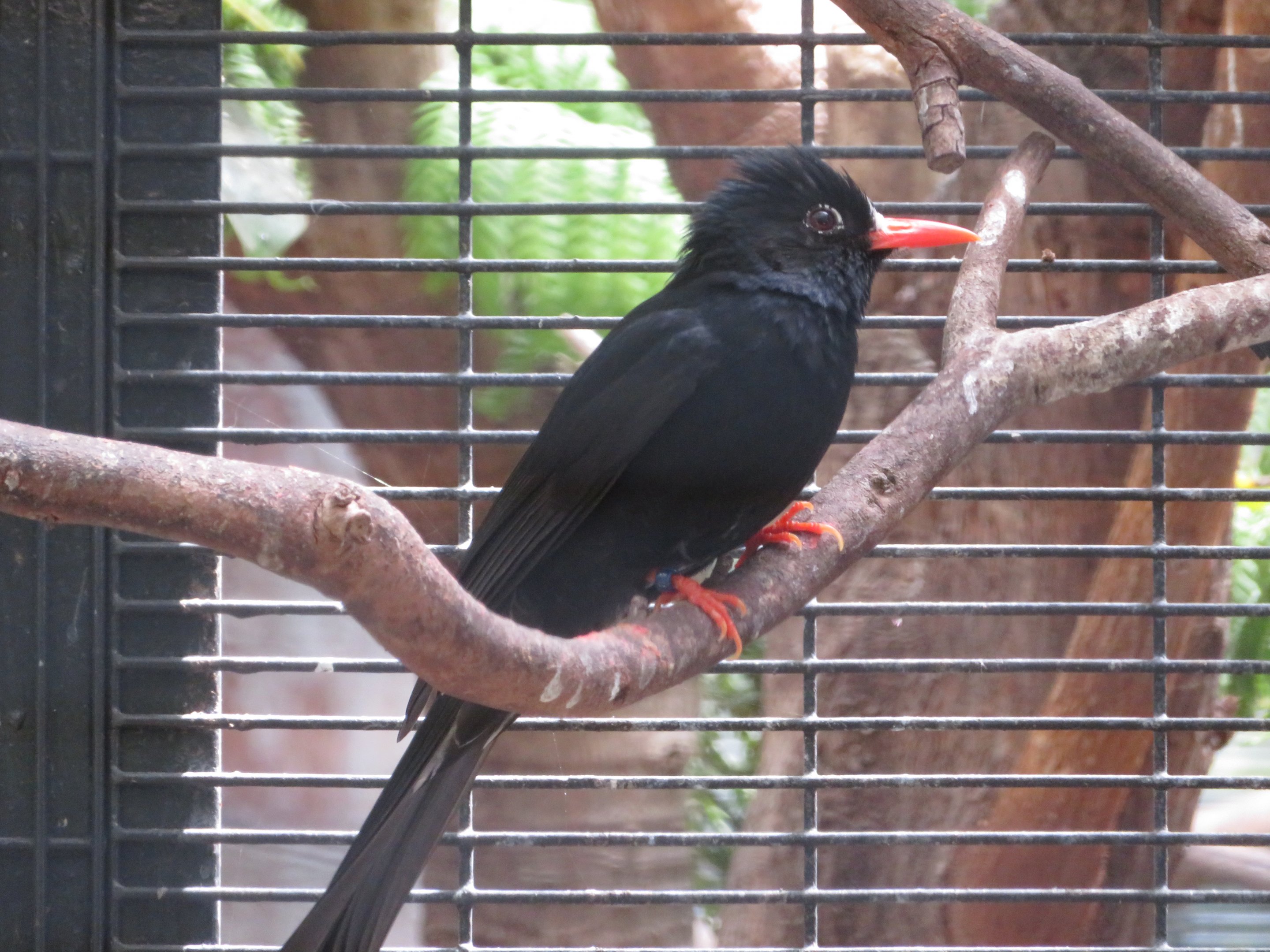 Black Bulbul