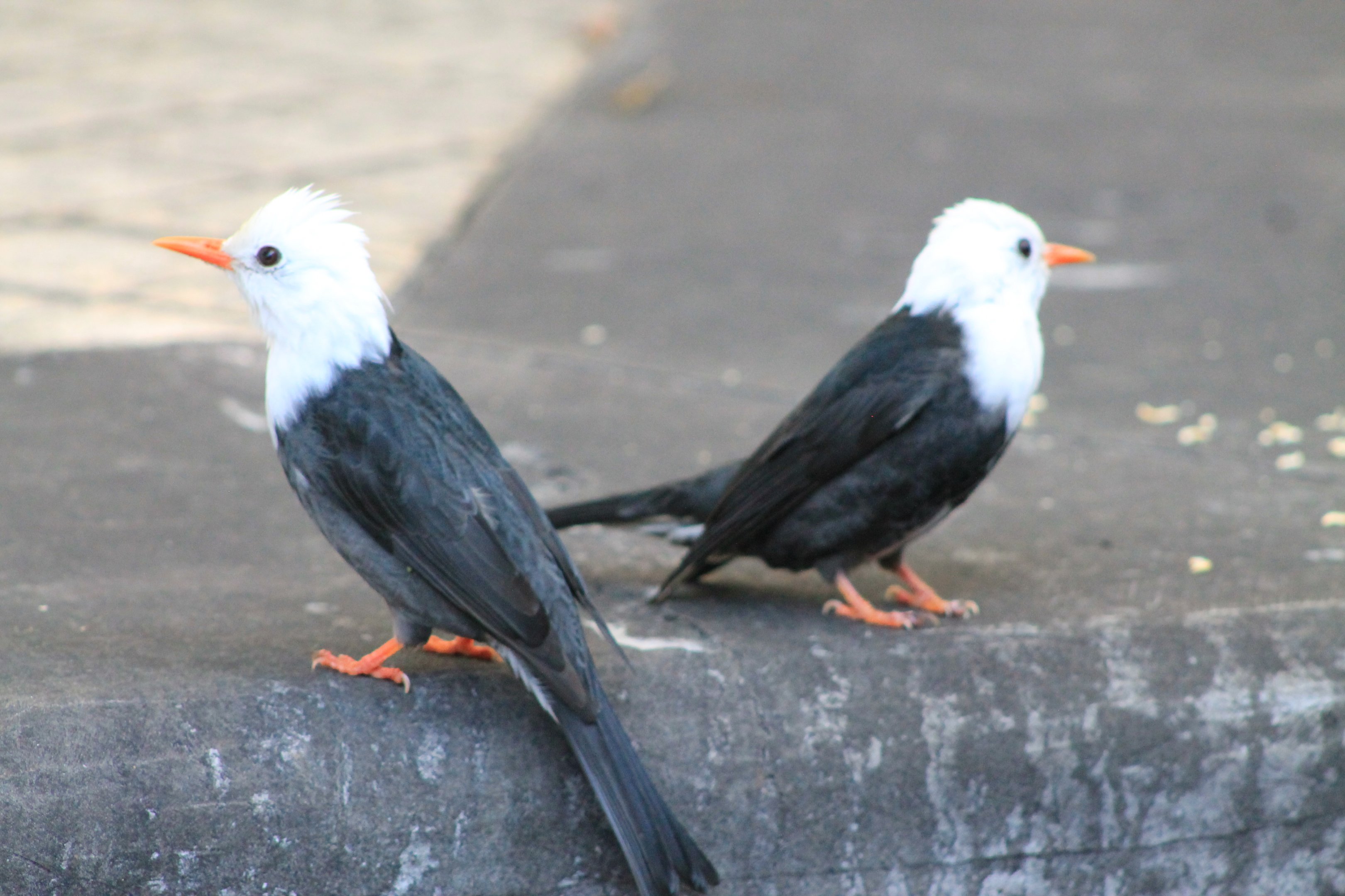 Black Bulbuls (Hypsipetes leucocephalus)