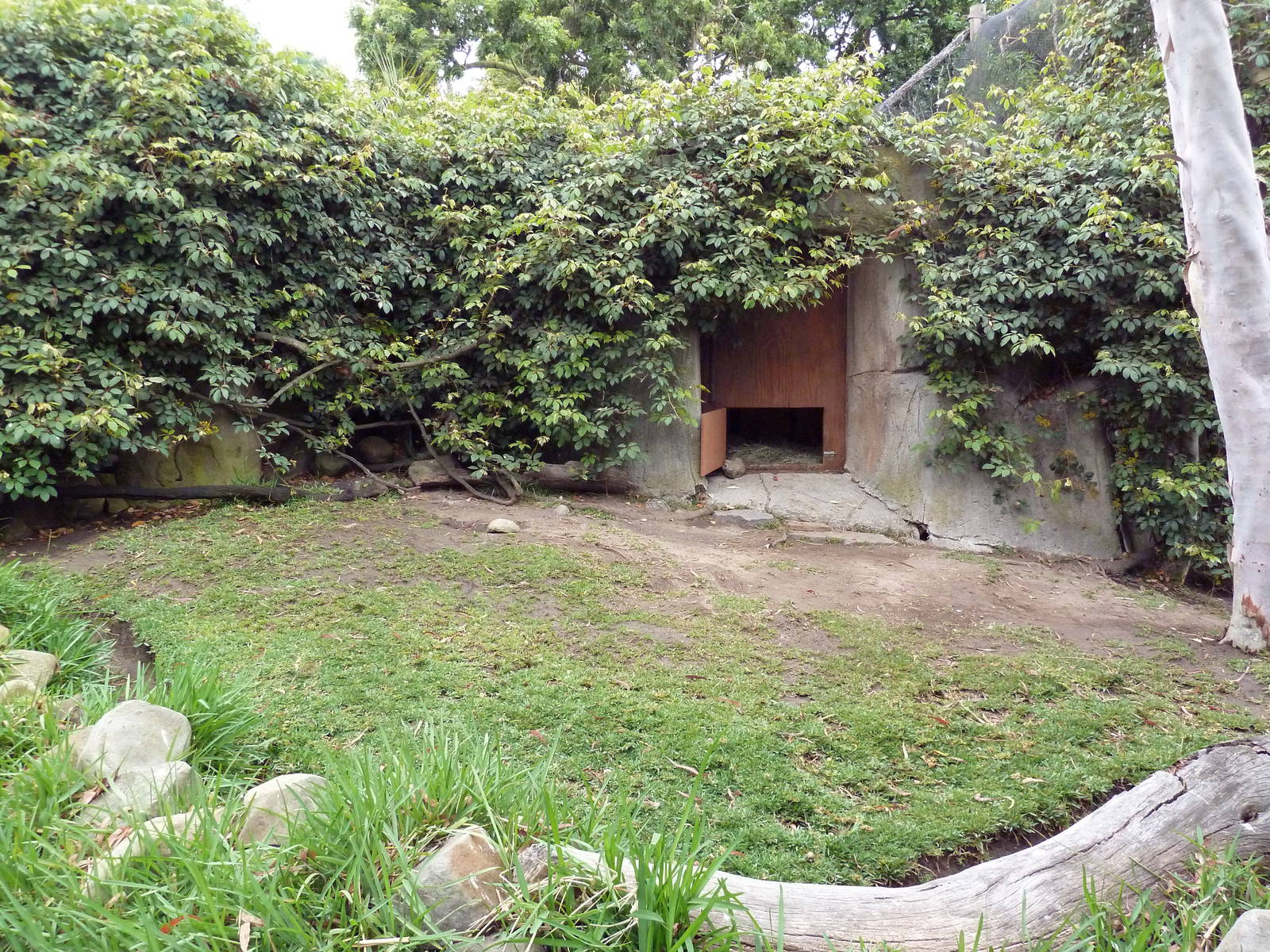 Black Burmese Mountain Tortoise Exhibit