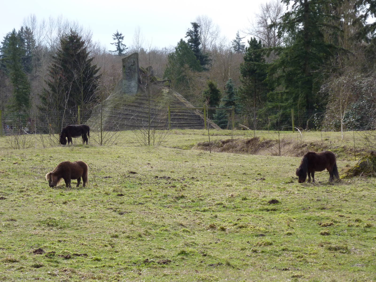 Black Burro/Miniature Horse Enclosure