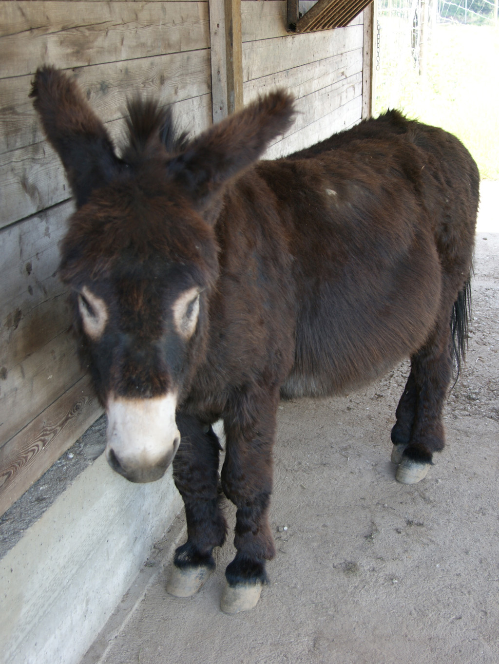 black burro
