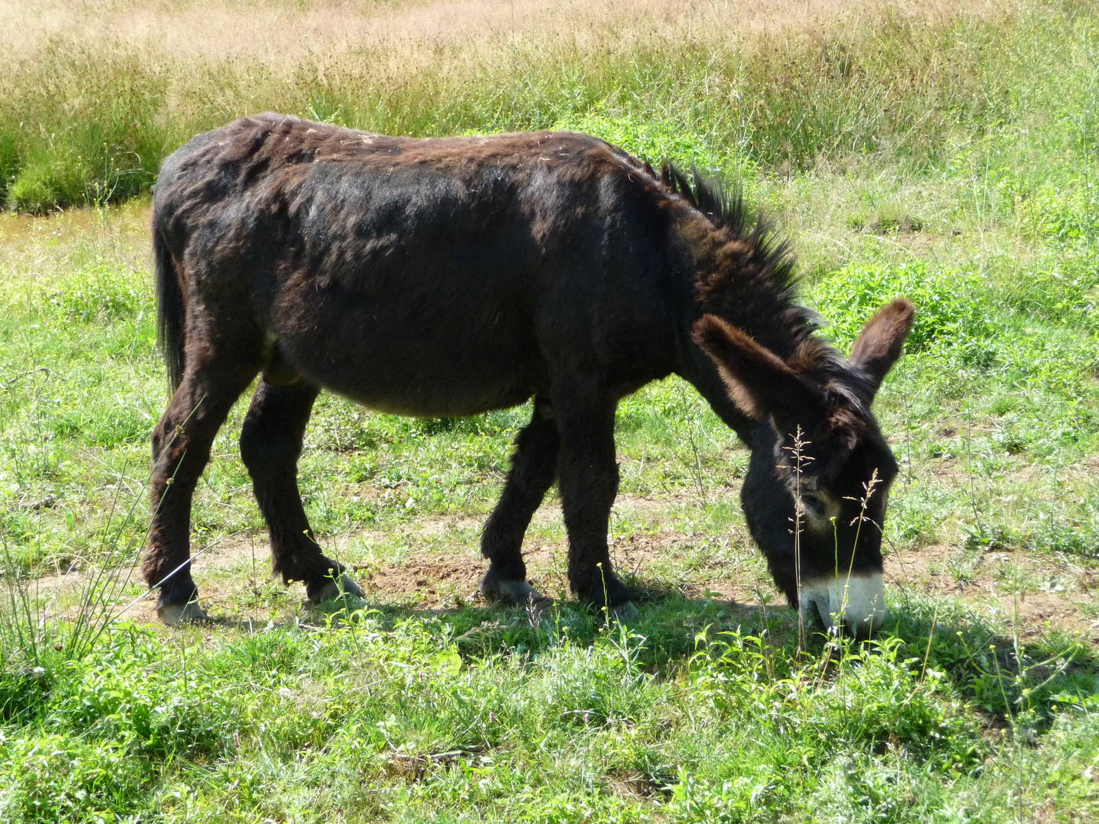 Black Burro