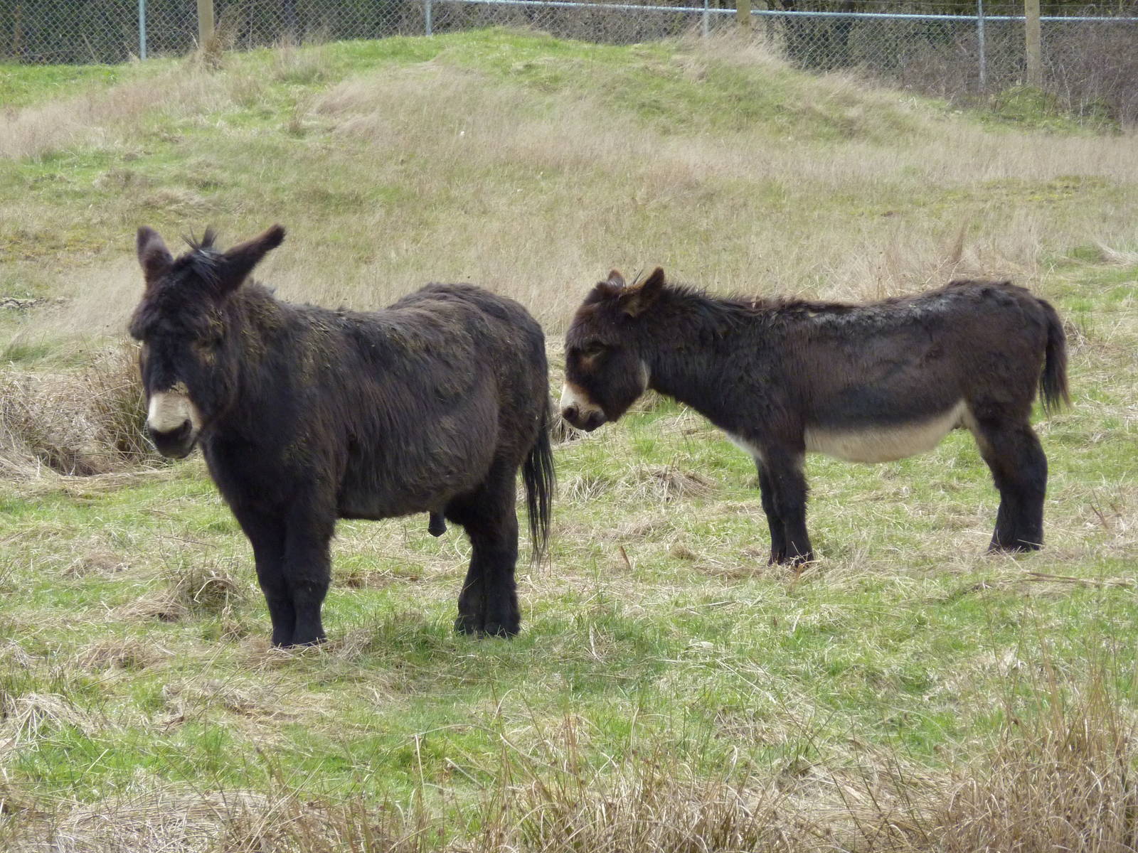 Black Burros