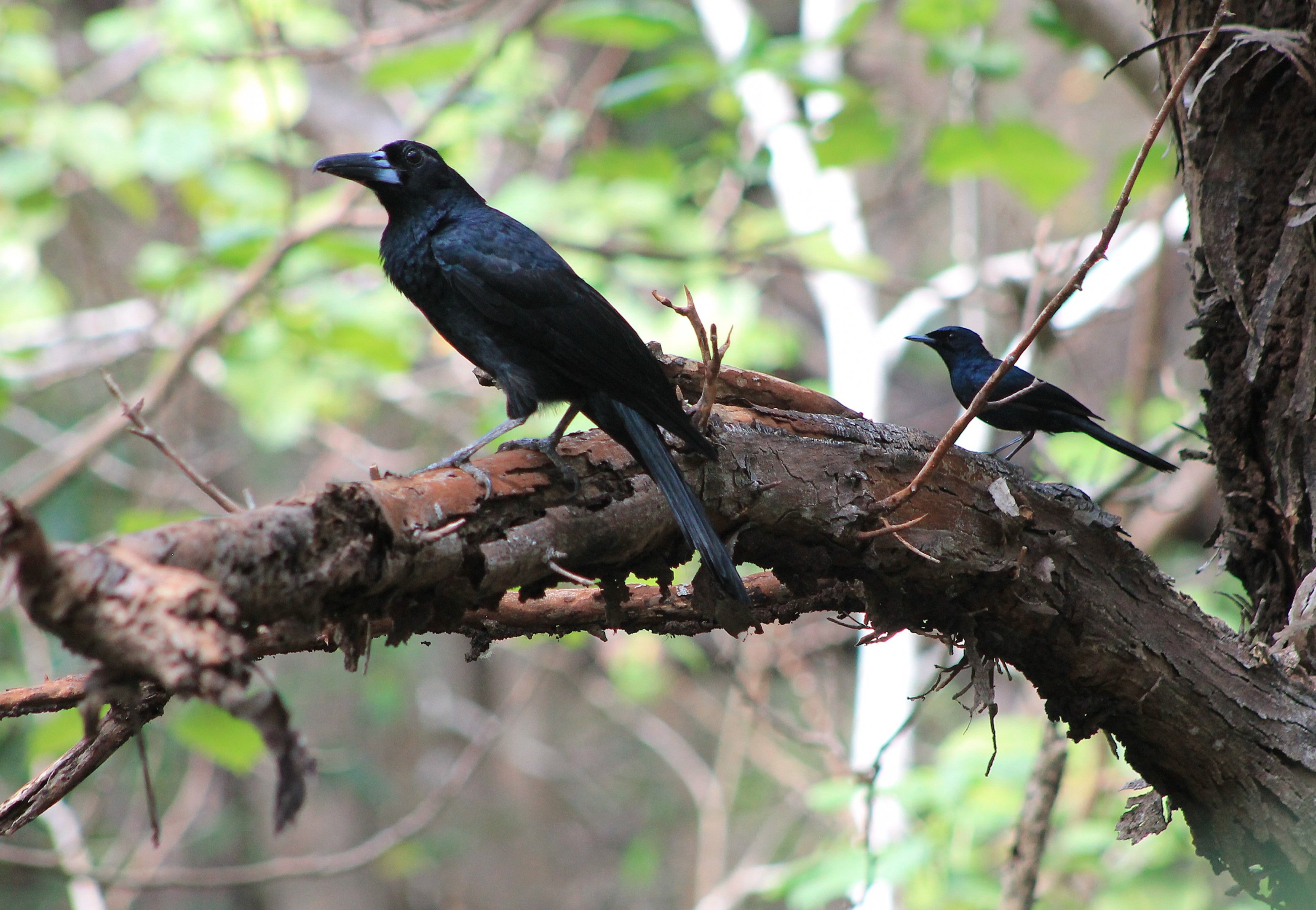 Black Butcherbird and male Shining Flycatcher