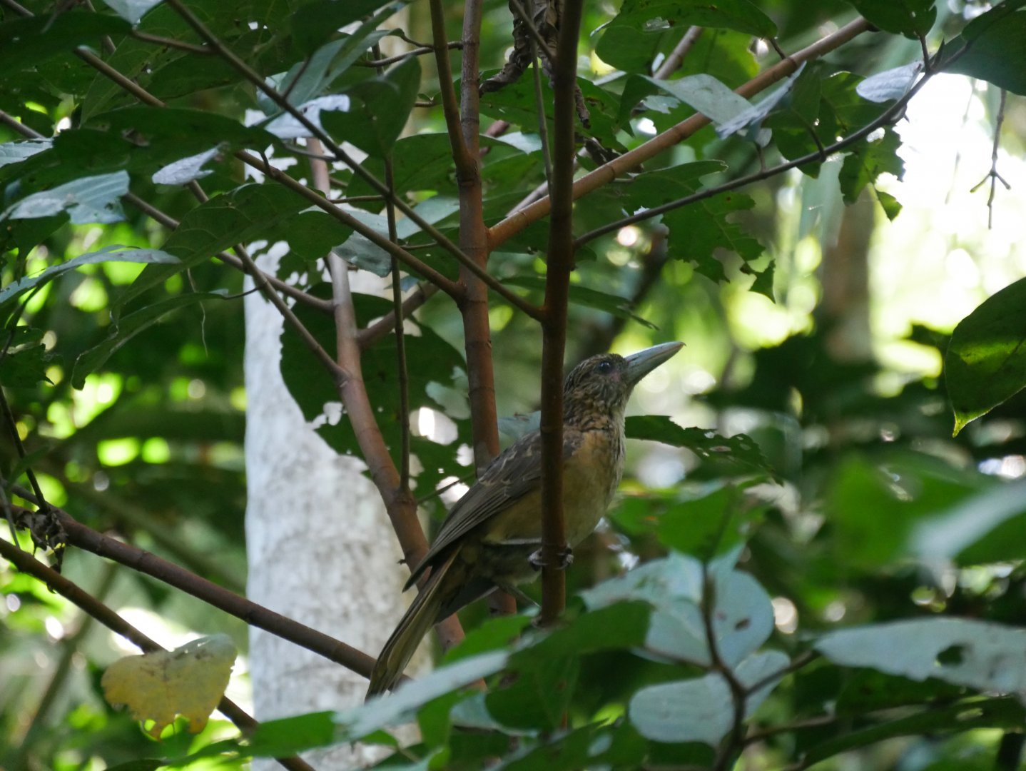 Black Butcherbird (Cracticus quoyi)