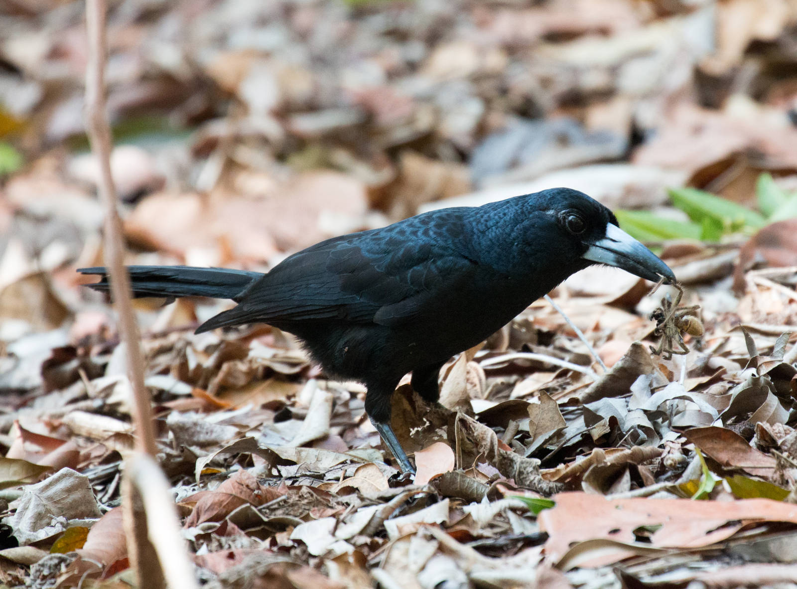 Black Butcherbird with breakfast