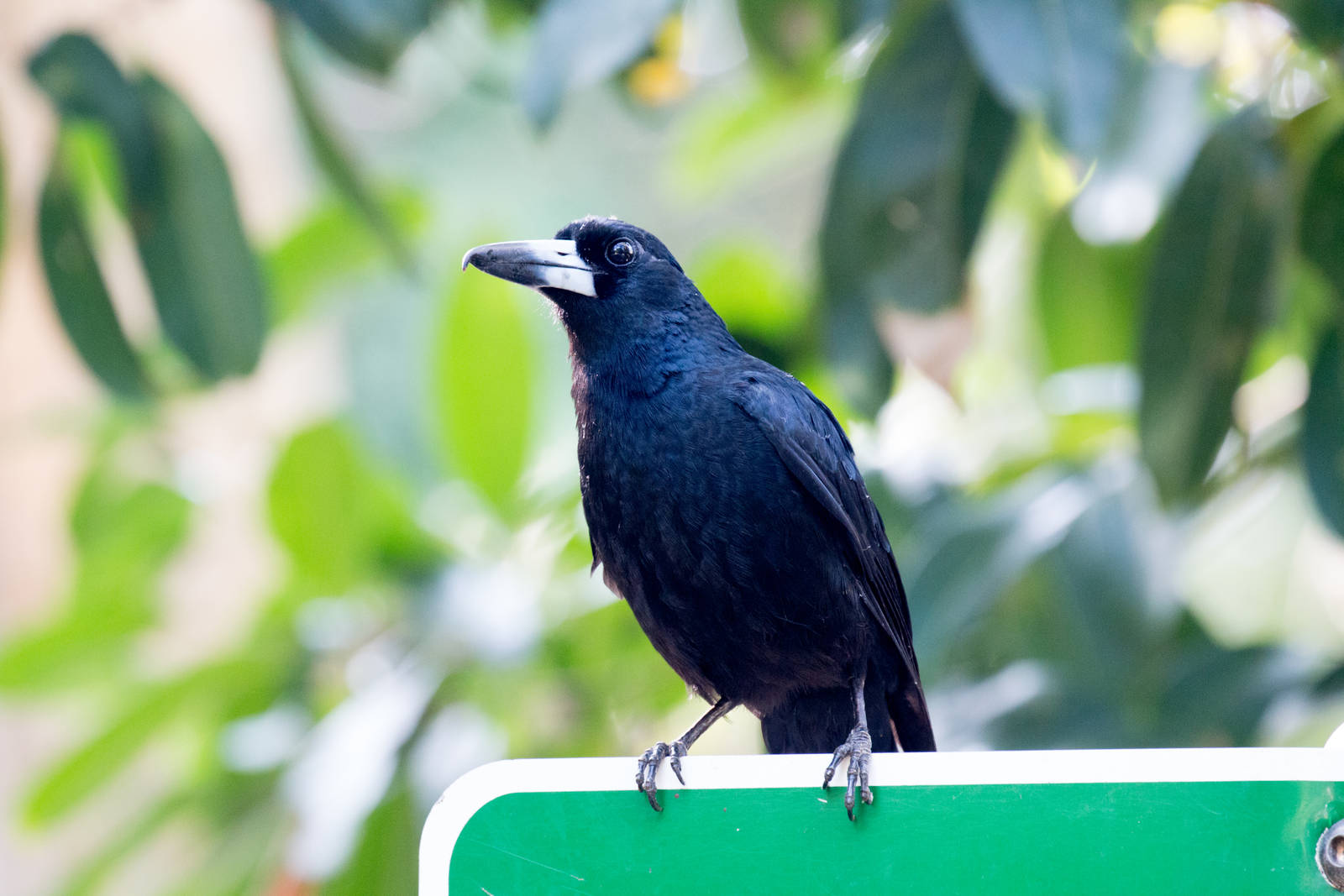 Black Butcherbird