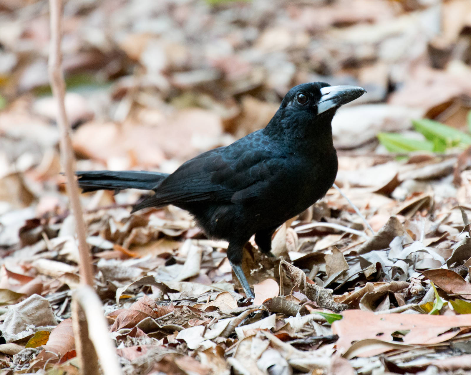 Black Butcherbird