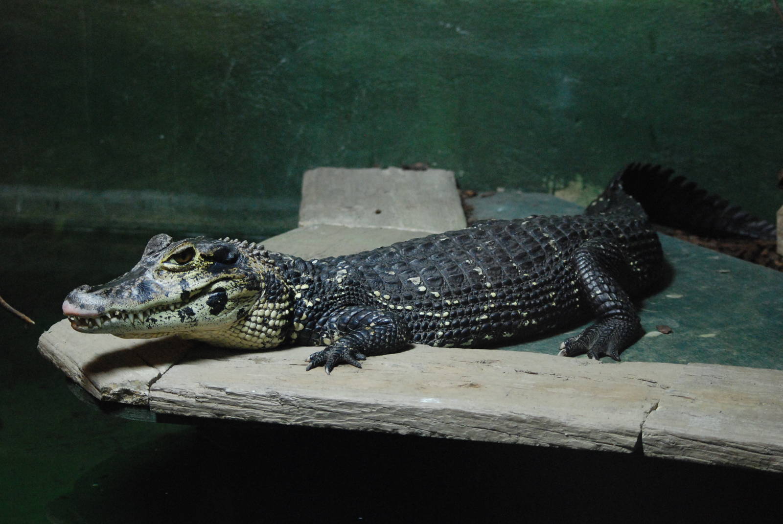 Black Caiman at Crocodiles of the World, 05/02/12