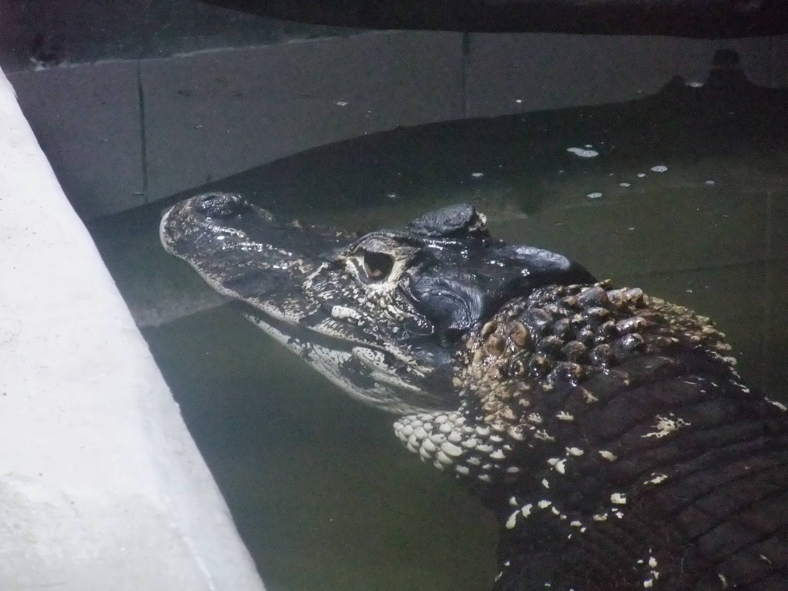 Black Caiman at Protivin Crocodile Zoo, 26/05/10