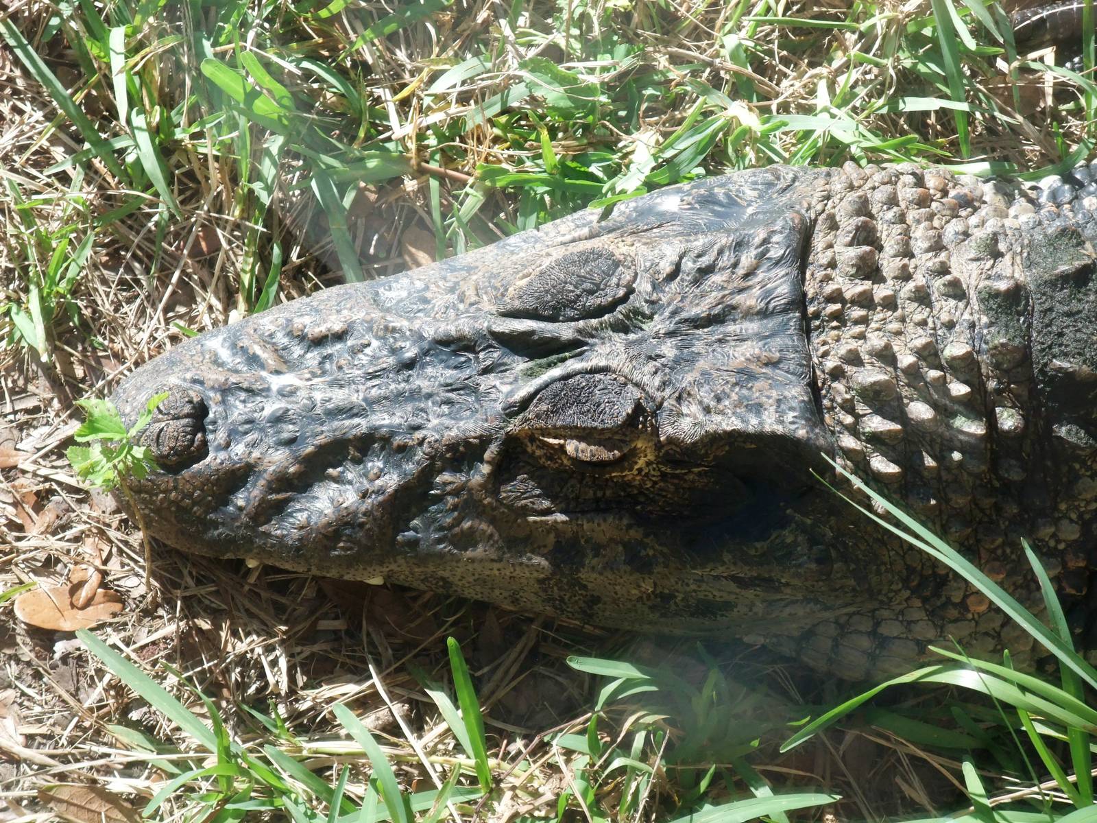 Black Caiman at St. Augustine, 11/10/13