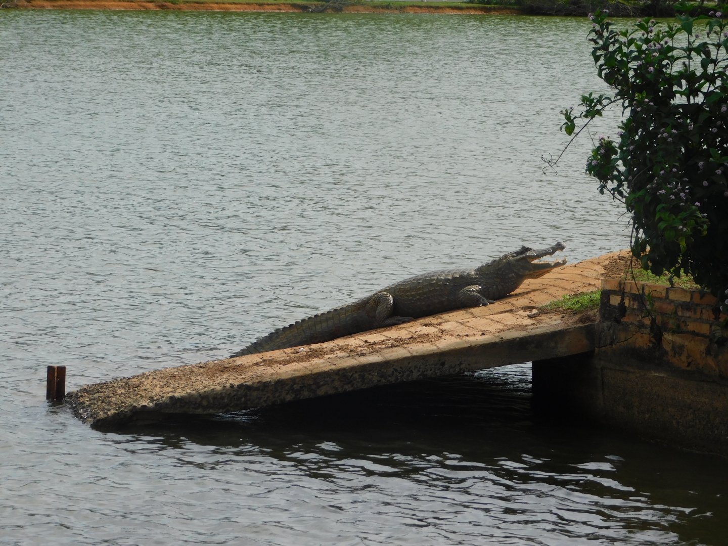 Black-caiman - Brasilia zoo