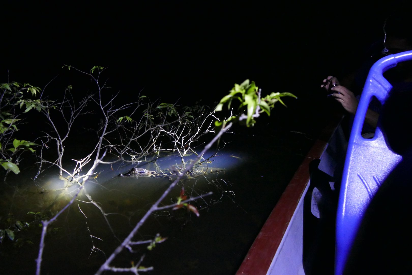 Black Caiman close to the boat