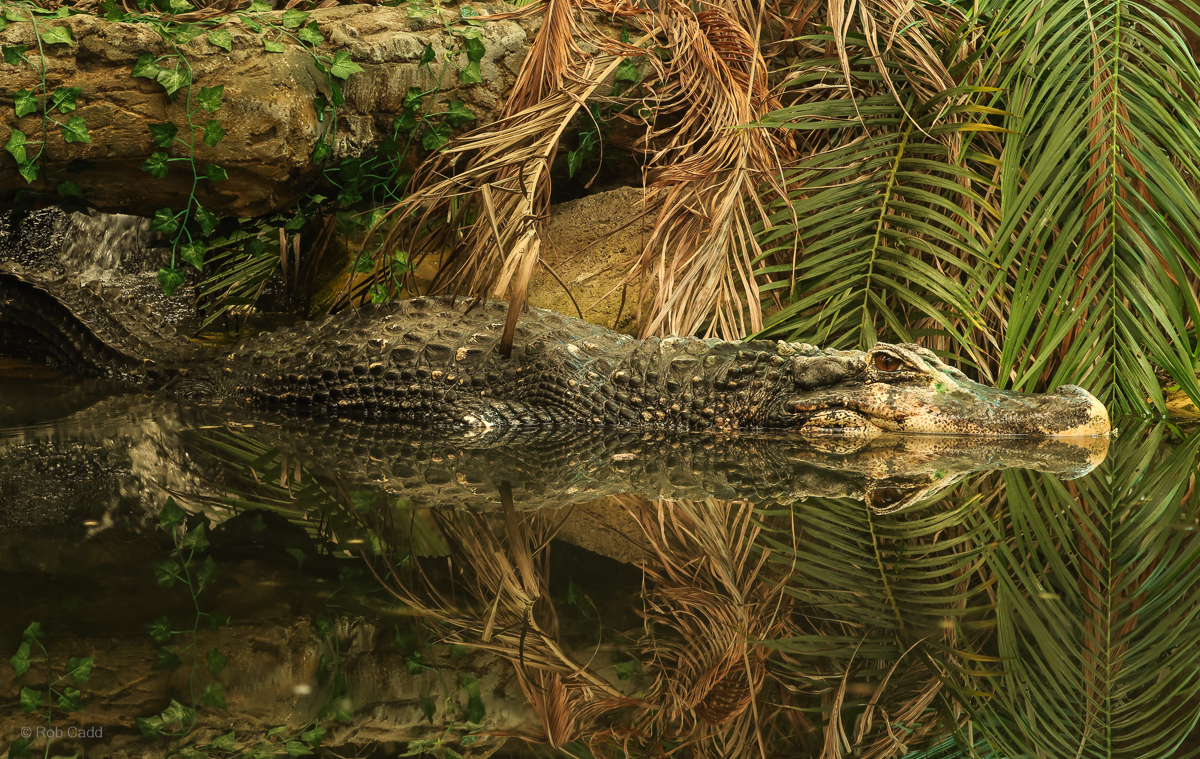 Black caiman : Crocodiles of the World : 04 Jul 2025