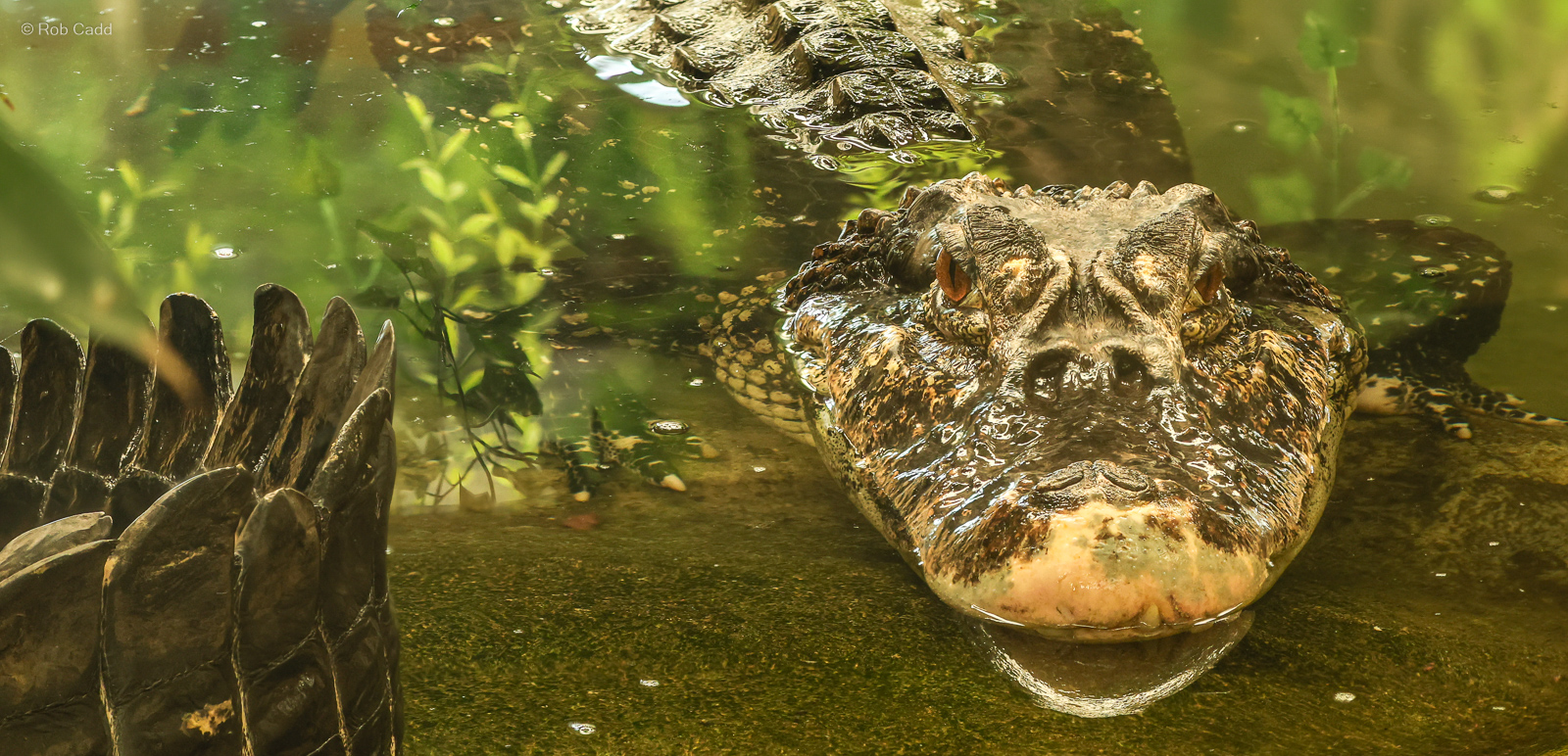 Black caiman : Crocodiles of the World : 05 Jul 2024