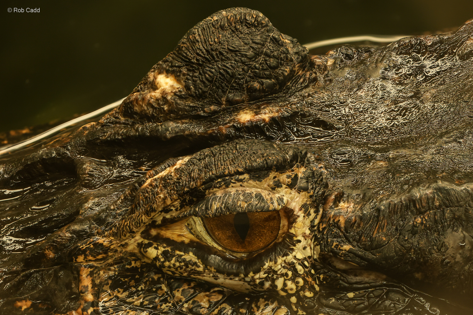Black caiman : Crocodiles of the World : 07 Jun 2024