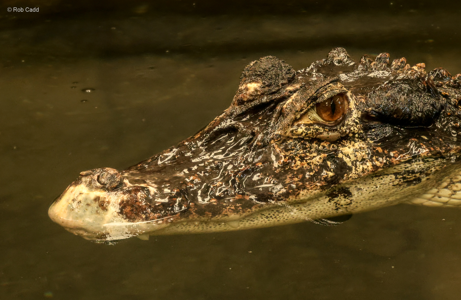 Black caiman : Crocodiles of the World : 07 Jun 2024