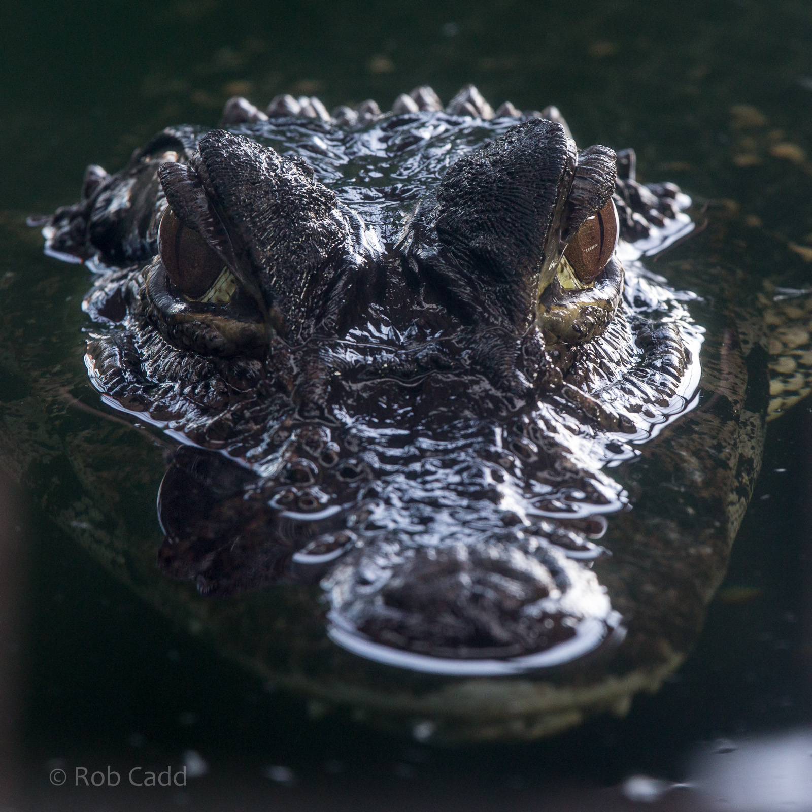 Black caiman : Crocodiles of the World : 14 Nov 2014