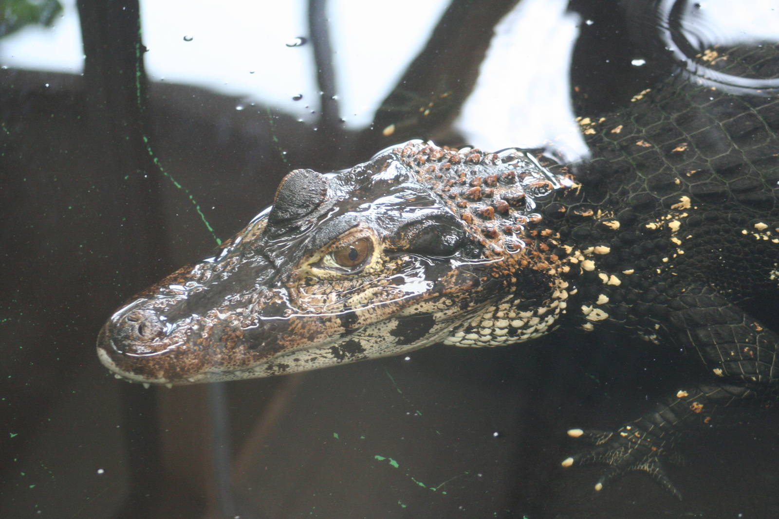 Black Caiman @ Crocodiles of the World; 24.10.2014