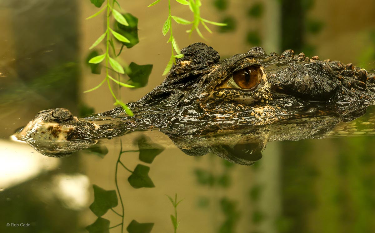 Black caiman : Crocodiles of the World : 30 Aug 2024