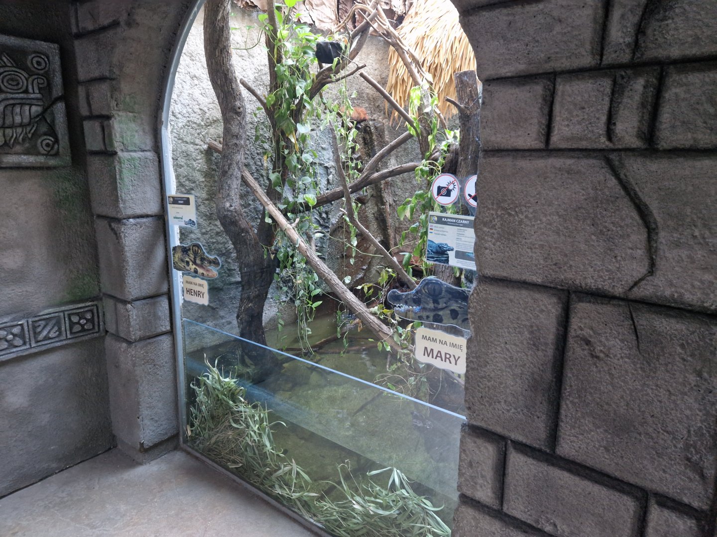 Black caiman enclosure