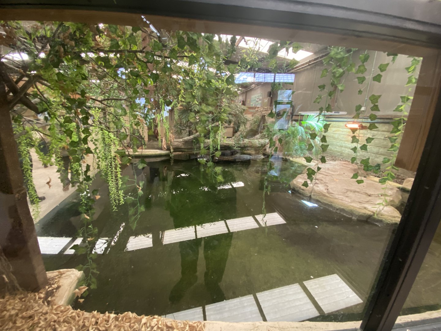 Black caiman enclosure