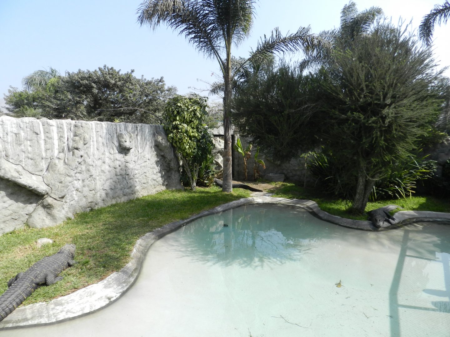 Black caiman exhibit - Parque Zoológico Huachipa