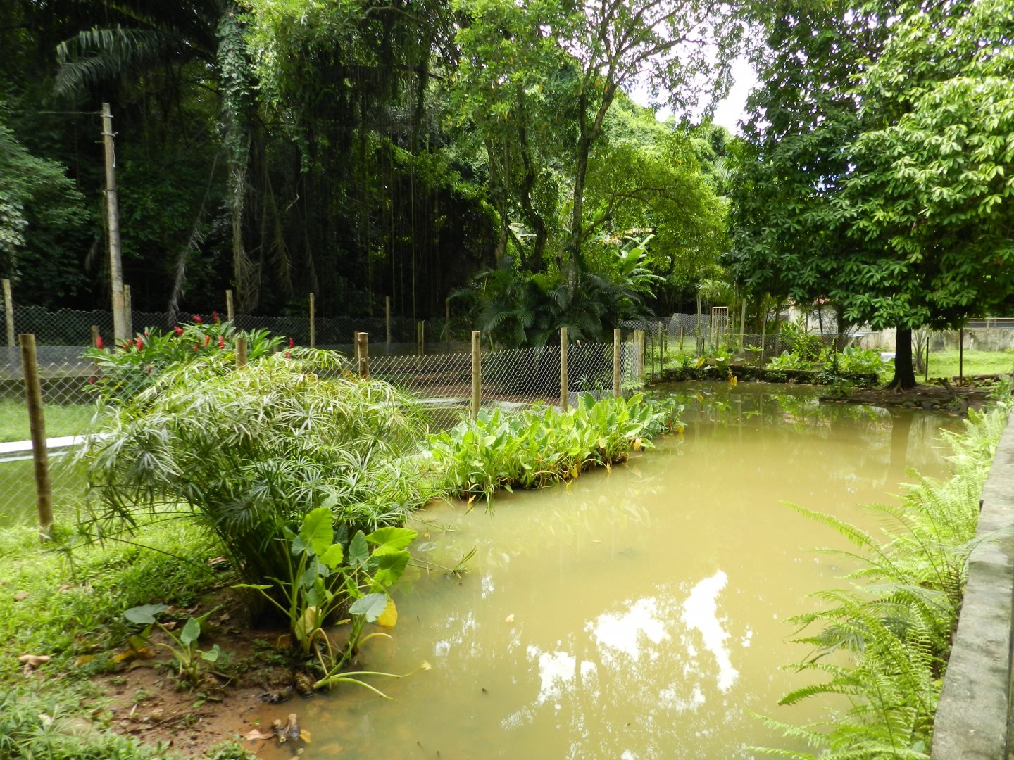 Black caiman exhibit - Salvador zoo (PZGV)